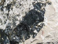 Hydropunctaria maura