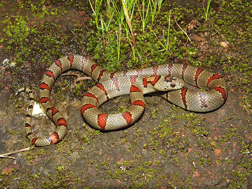 Durango Mountain Kingsnake