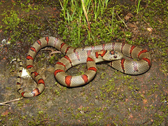 Lampropeltis greeri