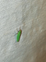 Draeculacephala soluta