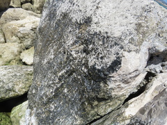 Hydropunctaria maura