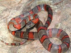 Lampropeltis greeri