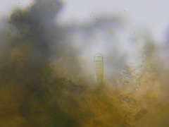 Hydropunctaria maura