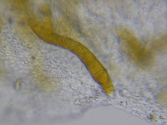 Hydropunctaria maura