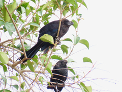 Crotophaga ani