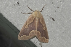 Sabulodes edwardsata