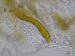 Hydropunctaria maura