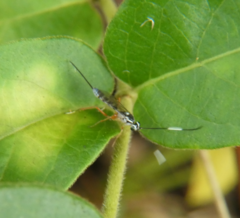 Sphelodon phoxopteridis