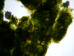 Hydropunctaria maura