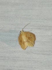 Nematocampa resistaria
