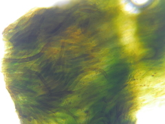 Hydropunctaria maura