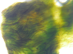 Hydropunctaria maura