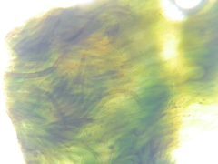 Hydropunctaria maura