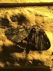 Catocala piatrix