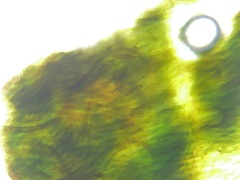 Hydropunctaria maura