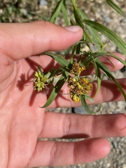 Solidagininae