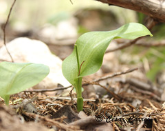 Malaxis brachystachys
