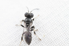 Clitemnestra bipunctata