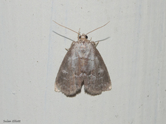 Hyperstrotia pervertens