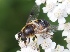 Eristalis rupium