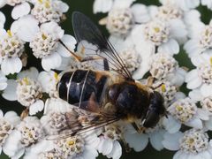 Eristalis rupium