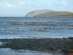 Macrocystis pyrifera