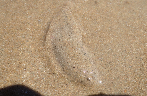 Pegusa lascaris