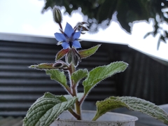 Borago