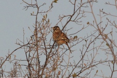Cercotrichas leucophrys ovamboensis