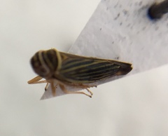 Tylozygus bifidus image