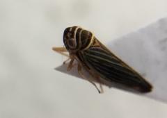 Tylozygus bifidus image