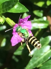 Agapostemon