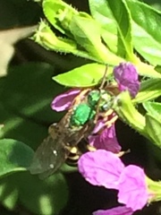 Agapostemon