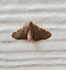 Hypsopygia binodulalis