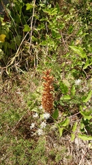 Orobanche hederae