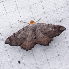 Macaria distribuaria