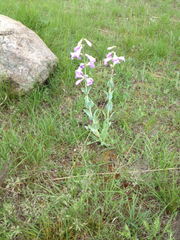 Penstemon grandiflorus