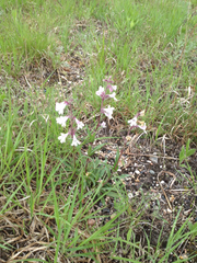 Penstemon albidus