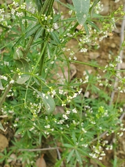 Galium mexicanum