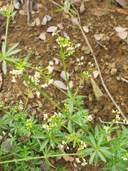 Galium mexicanum