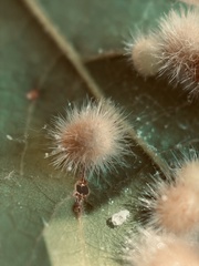 Atrusca trimaculosa