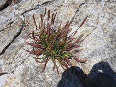 Plantago maritima juncoides