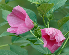 Hibiscus moscheutos