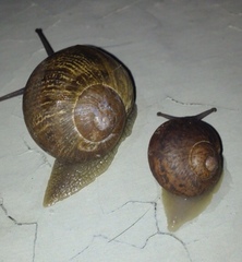 Cornu aspersum