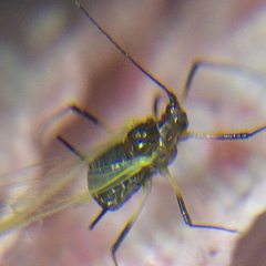 Aphididae