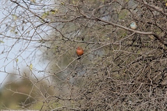 Lagonosticta rhodopareia