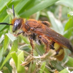 Xanthocampsomeris limosa