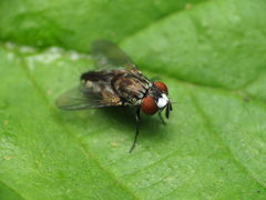 Metopia argyrocephala