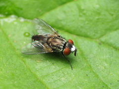 Metopia argyrocephala