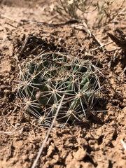 Mammillaria wrightii wrightii